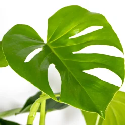 Bloomique Set Van 2 - Monstera Deliciosa - Gatenplant - Kamerplanten - Hoogte 50-60 Cm - Pot 17 Cm