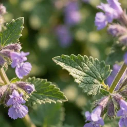 Bloomique Set Van 6 - Nepeta Faassenii - Kattenkruid - Vaste Plant - Bijvriendelijk - 10-20cm Hoog - Pot 9cm