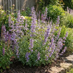 Bloomique Set Van 6 - Nepeta Faassenii - Kattenkruid - Vaste Plant - Bijvriendelijk - 10-20cm Hoog - Pot 9cm