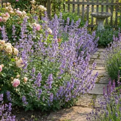 Bloomique Set Van 6 - Nepeta Faassenii - Kattenkruid - Vaste Plant - Bijvriendelijk - 10-20cm Hoog - Pot 9cm