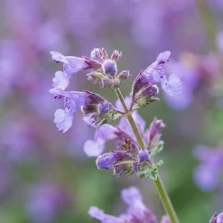 Bloomique Set Van 6 - Nepeta Faassenii - Kattenkruid - Vaste Plant - Bijvriendelijk - 10-20cm Hoog - Pot 9cm
