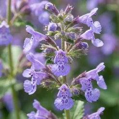 Set Van 6 - Nepeta Walker's Low - Kattenkruid - Bijvriendelijk - 10-20cm Hoog - Pot 9cm