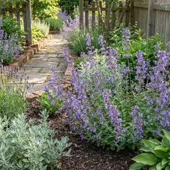 Bloomique Set Van 3 - Nepeta Walker's Low - Kattenkruid - Bijvriendelijk - 10-20cm Hoog - Pot 9cm