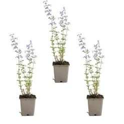 Bloomique Set Van 3 - Nepeta Walker's Low - Kattenkruid - Bijvriendelijk - 10-20cm Hoog - Pot 9cm