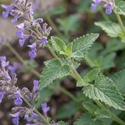 Bloomique Set Van 3 - Nepeta Walker's Low - Kattenkruid - Bijvriendelijk - 10-20cm Hoog - Pot 9cm