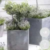 Bloomique Set Van 2 - Olea Europaea - Olijfboom - Olijfstruik - Tuinplanten - Hoogte 30-40 Cm - Pot 14 Cm
