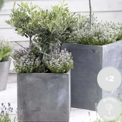 Bloomique Set Van 2 - Olea Europaea - Olijfboom - Olijfstruik - Tuinplanten - Hoogte 30-40 Cm - Pot 14 Cm