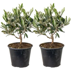 Bloomique Set Van 2 - Olea Europaea - Olijfboom - Olijfstruik - Tuinplanten - Hoogte 30-40 Cm - Pot 14 Cm