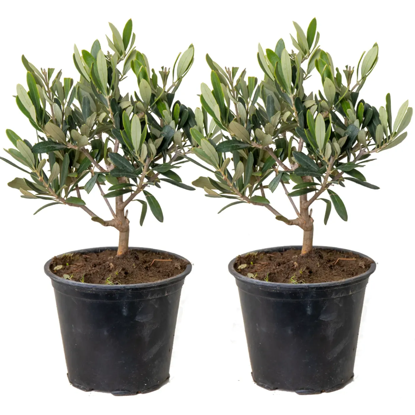 Bloomique Set Van 2 - Olea Europaea - Olijfboom - Olijfstruik - Tuinplanten - Hoogte 30-40 Cm - Pot 14 Cm