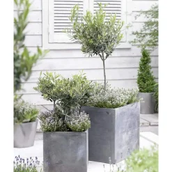 Bloomique Set Van 2 - Olea Europaea - Olijfboom - Olijfstruik - Tuinplanten - Hoogte 30-40 Cm - Pot 14 Cm