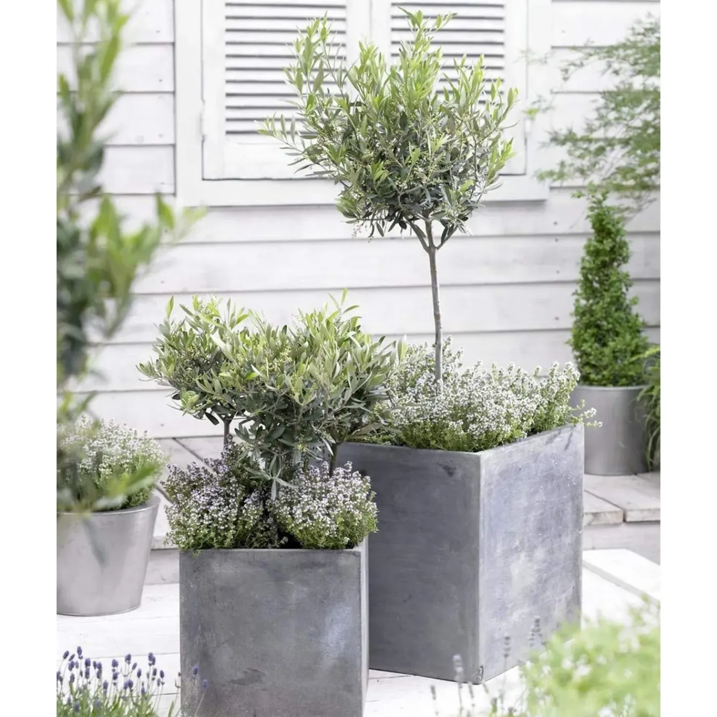 Bloomique Set Van 2 - Olea Europaea - Olijfboom - Olijfstruik - Tuinplanten - Hoogte 30-40 Cm - Pot 14 Cm