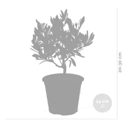 Bloomique Set Van 2 - Olea Europaea - Olijfboom - Olijfstruik - Tuinplanten - Hoogte 30-40 Cm - Pot 14 Cm