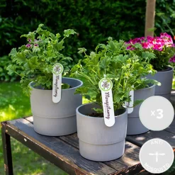 Set Van 3 - Pelargonium Graveolens - Citroengeranium - Geurend - Hoogte 15-30 Cm - Pot 10,5 Cm