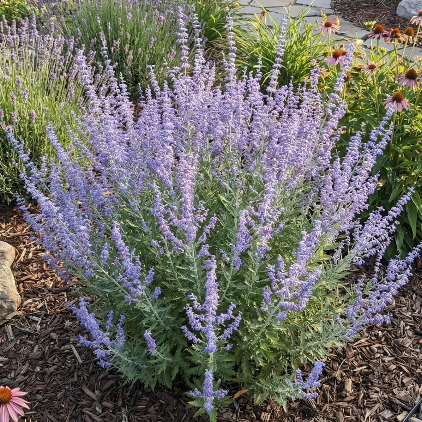 Bloomique Set Van 3 - Perovskia Blue Spire - Reuzenlavendel - Vaste Plant - Geurend - 10-20 Cm Hoog - Pot 9 Cm