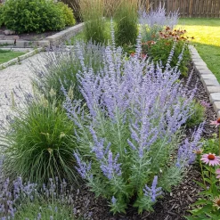 Bloomique Set Van 3 - Perovskia Blue Spire - Reuzenlavendel - Vaste Plant - Geurend - 10-20 Cm Hoog - Pot 9 Cm