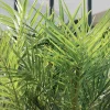 Bloomique Set Van 2 - Phoenix Canariensis - Canarische Dadelpalm - Tuinplanten - Hoogte 80-100 Cm - Pot 19 Cm