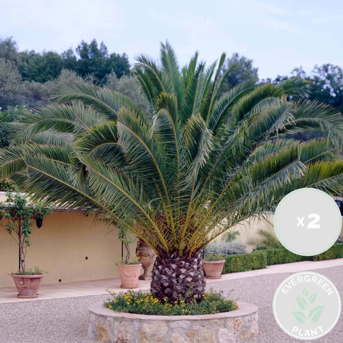 Bloomique Set Van 2 - Phoenix Canariensis - Canarische Dadelpalm - Tuinplanten - Hoogte 80-100 Cm - Pot 19 Cm