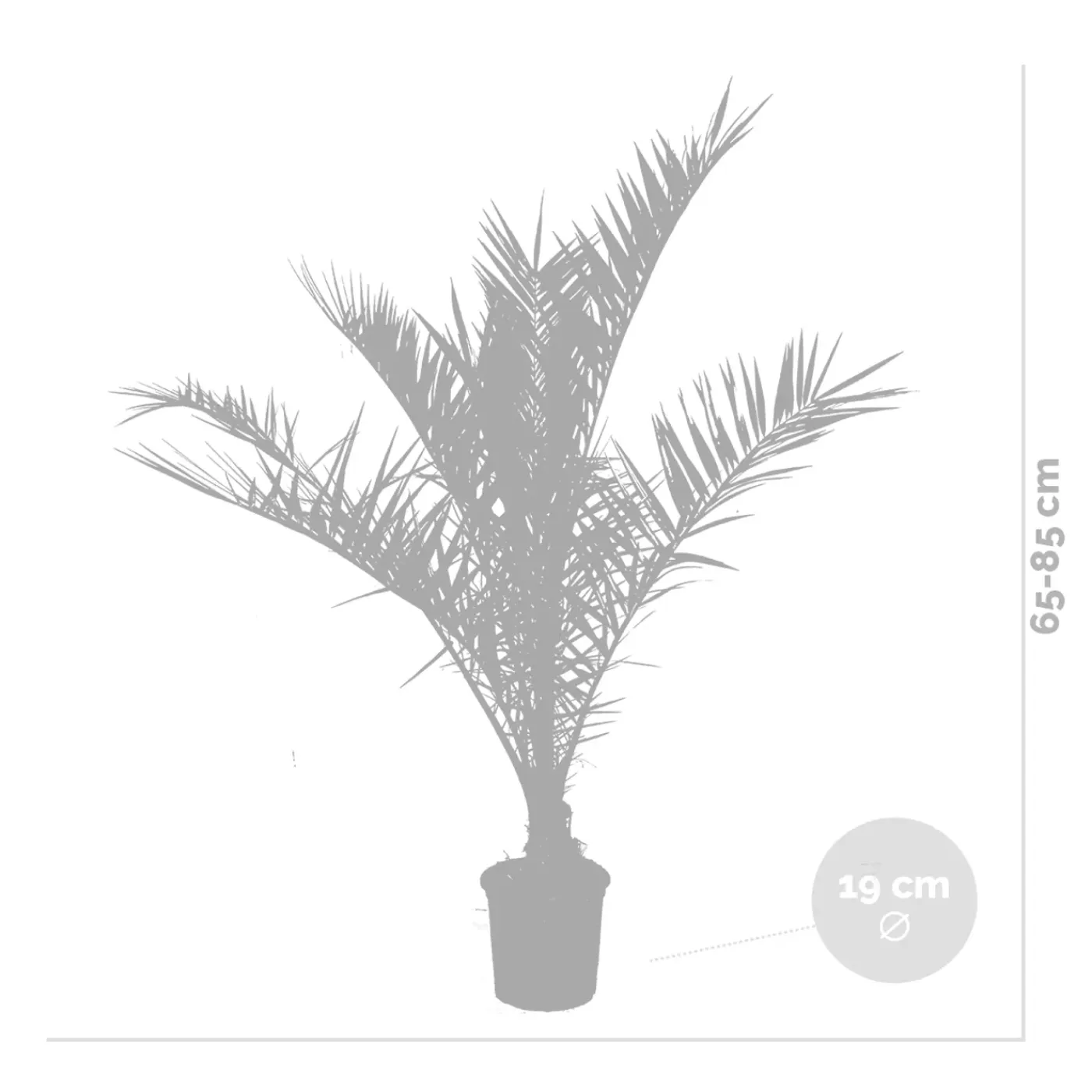 Bloomique Set Van 2 - Phoenix Canariensis - Canarische Dadelpalm - Tuinplanten - Hoogte 80-100 Cm - Pot 19 Cm