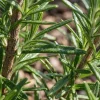 Set Van 6 - Rosmarinus Officinalis - Rozemarijn - Vaste Plant - 10-20cm Hoog - Pot 9cm