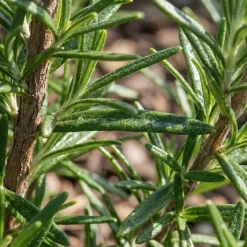 Set Van 6 - Rosmarinus Officinalis - Rozemarijn - Vaste Plant - 10-20cm Hoog - Pot 9cm