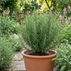 Set Van 6 - Rosmarinus Officinalis - Rozemarijn - Vaste Plant - 10-20cm Hoog - Pot 9cm