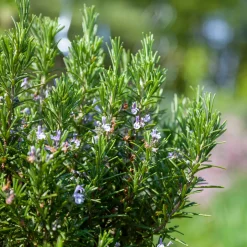 Set Van 3 - Rosmarinus Officinalis - Rozemarijn Plant - Hoogte 10-20 Cm - Pot 9x9 Cm