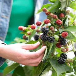 Bloomique Set Van 2 - Rubus Fruticosus Thornfree - Bramenstruik - Fruitplanten - Hoogte 50-70 Cm - Pot 15 Cm