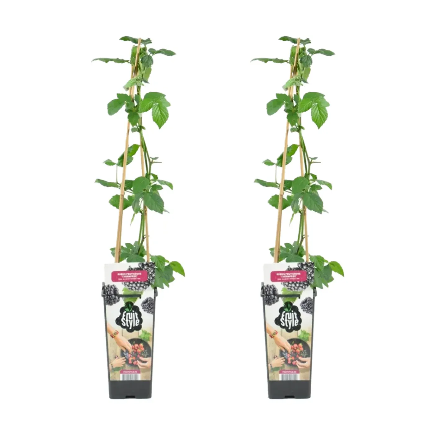 Bloomique Set Van 2 - Rubus Fruticosus Thornfree - Bramenstruik - Fruitplanten - Hoogte 50-70 Cm - Pot 15 Cm