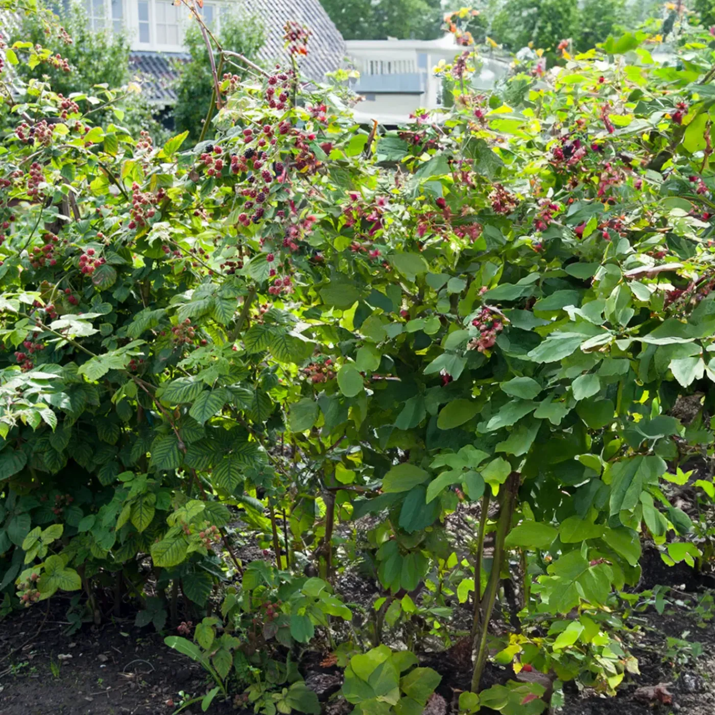 Bloomique Set Van 2 - Rubus Fruticosus Thornfree - Bramenstruik - Fruitplanten - Hoogte 50-70 Cm - Pot 15 Cm