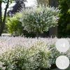 Bloomique Set Van 2 - Salix Integra Flamingo - Bonte Wilg - Tuinplanten - Hoogte 60-80 Cm - Pot 17 Cm