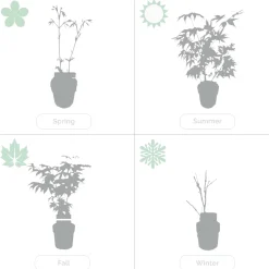 Bloomique Set Van 2 - Salix Integra Flamingo - Bonte Wilg - Tuinplanten - Hoogte 60-80 Cm - Pot 17 Cm