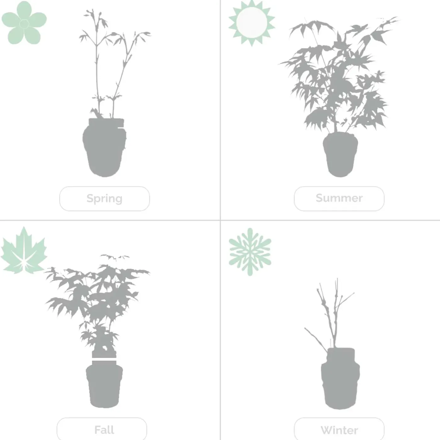Bloomique Set Van 2 - Salix Integra Flamingo - Bonte Wilg - Tuinplanten - Hoogte 60-80 Cm - Pot 17 Cm