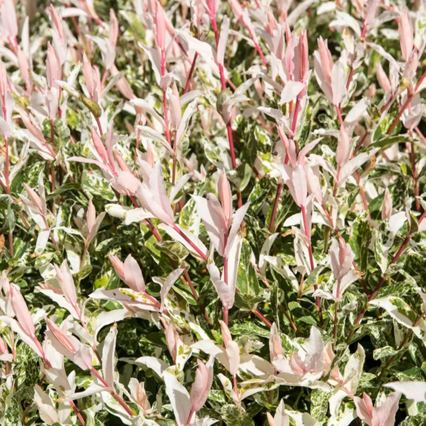 Bloomique Set Van 2 - Salix Integra Flamingo - Bonte Wilg - Tuinplanten - Hoogte 60-80 Cm - Pot 17 Cm