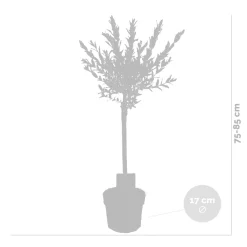 Bloomique Set Van 2 - Salix Integra Flamingo - Bonte Wilg - Tuinplanten - Hoogte 60-80 Cm - Pot 17 Cm