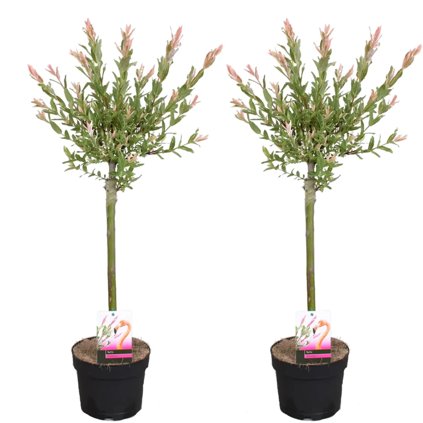 Bloomique Set Van 2 - Salix Integra Flamingo - Bonte Wilg - Tuinplanten - Hoogte 60-80 Cm - Pot 17 Cm