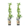 Set Van 2 - Vaccinium Corymbosum Goldtraube - Blauwe Bessen Plant - Hoogte 50-70 Cm - Pot 15 Cm