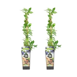 Set Van 2 - Vaccinium Corymbosum Goldtraube - Blauwe Bessen Plant - Hoogte 50-70 Cm - Pot 15 Cm