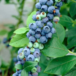 Set Van 2 - Vaccinium Corymbosum Goldtraube - Blauwe Bessen Plant - Hoogte 50-70 Cm - Pot 15 Cm