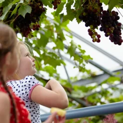 Set Van 2 - Vitis Vinifera Boskoop Glory - Druivenplant - Fruitplanten - Hoogte 50-70 Cm - Pot 15 Cm