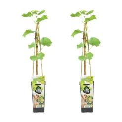 Bloomique Set Van 2 - Vitis Vinifera Vroege Van Der Laan - Druivenplant - Hoogte 50-70 Cm - Pot 15 Cm