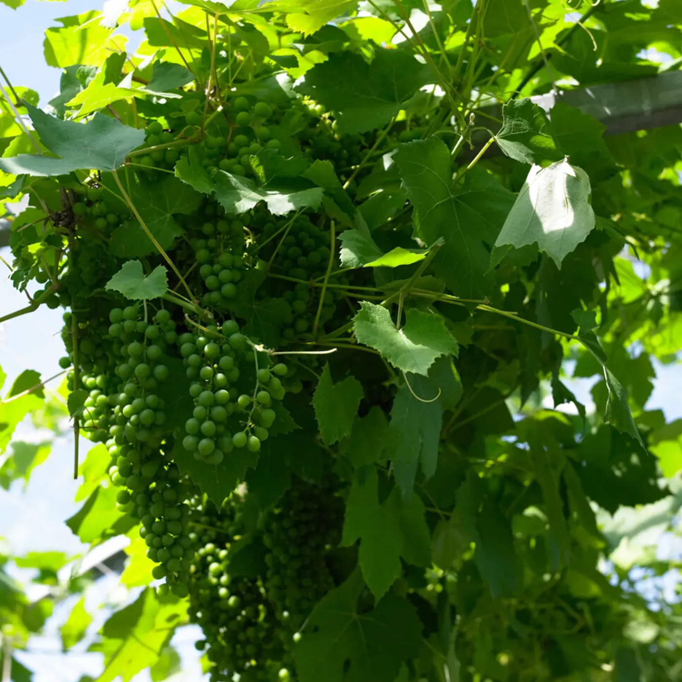 Bloomique Set Van 2 - Vitis Vinifera Vroege Van Der Laan - Druivenplant - Hoogte 50-70 Cm - Pot 15 Cm