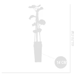 Bloomique Set Van 2 - Vitis Vinifera Vroege Van Der Laan - Druivenplant - Hoogte 50-70 Cm - Pot 15 Cm