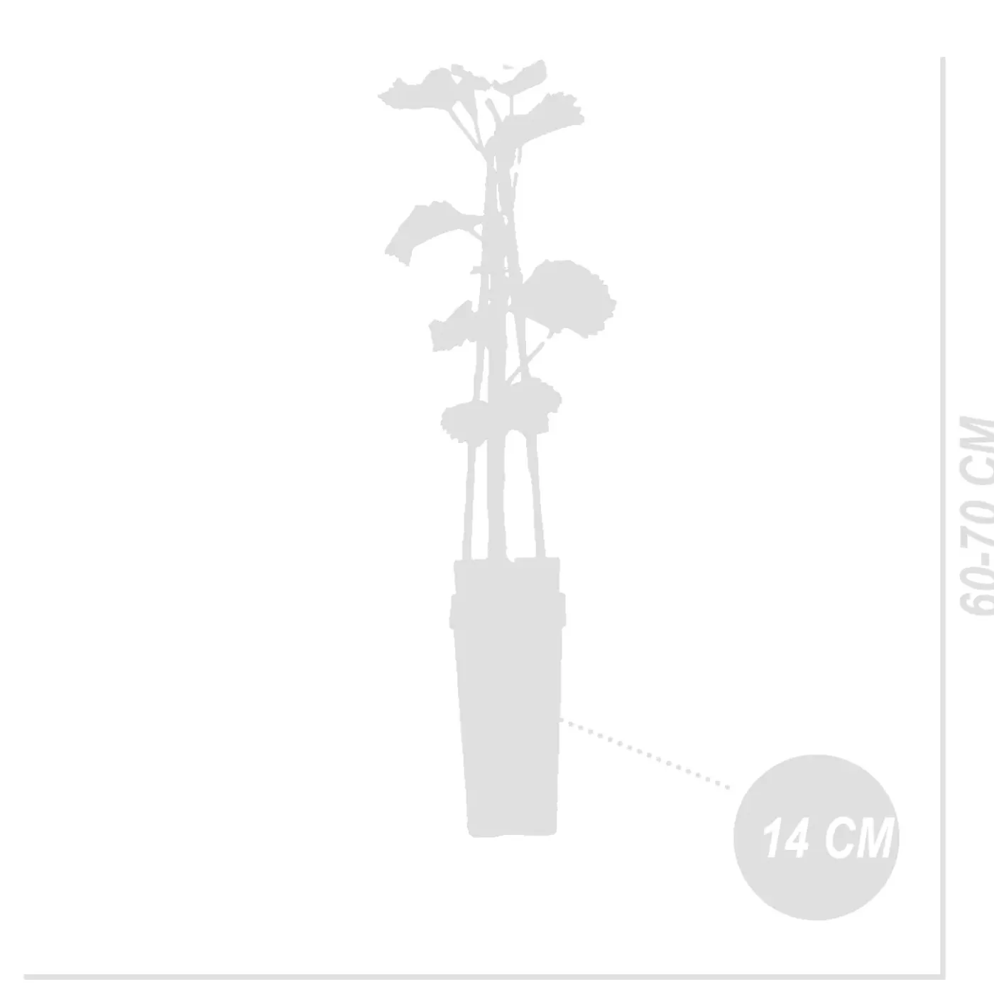 Bloomique Set Van 2 - Vitis Vinifera Vroege Van Der Laan - Druivenplant - Hoogte 50-70 Cm - Pot 15 Cm