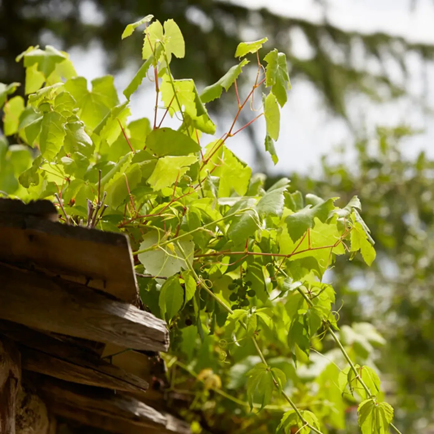 Bloomique Set Van 2 - Vitis Vinifera Vroege Van Der Laan - Druivenplant - Hoogte 50-70 Cm - Pot 15 Cm