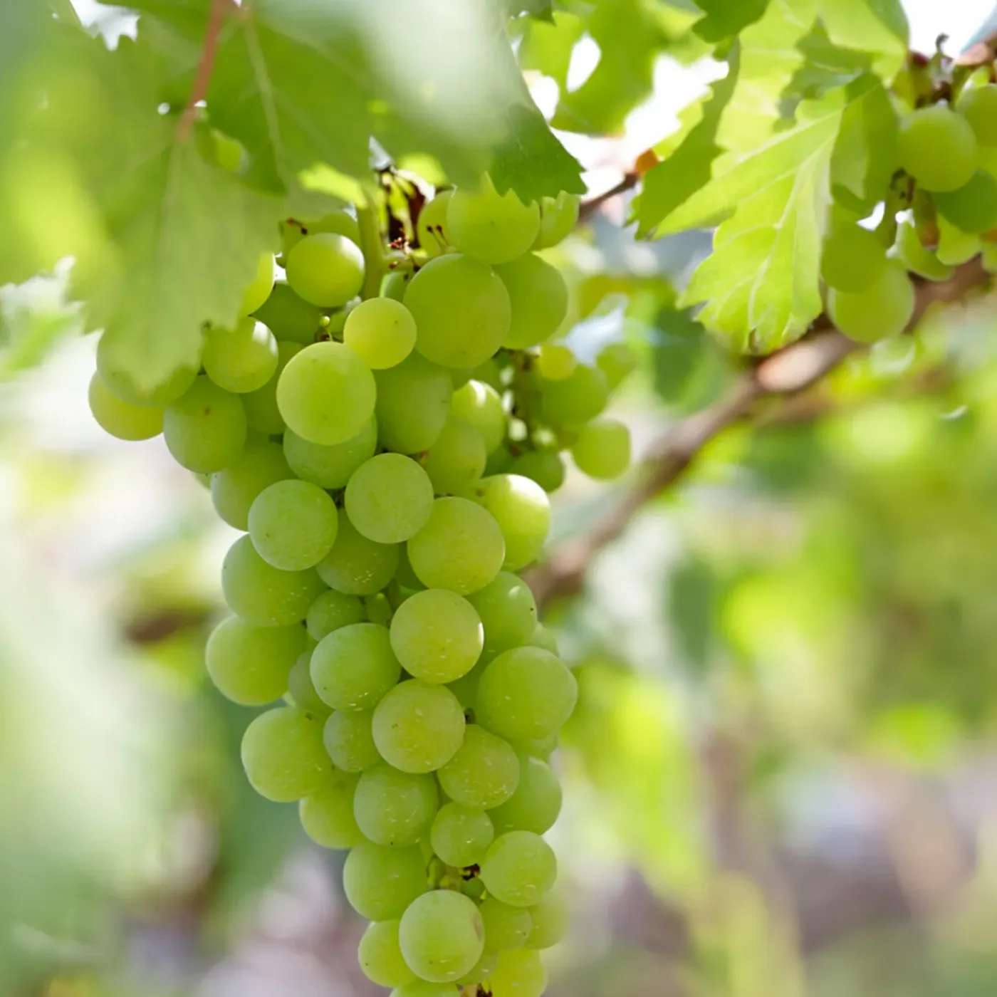Bloomique Set Van 2 - Vitis Vinifera Vroege Van Der Laan - Druivenplant - Hoogte 50-70 Cm - Pot 15 Cm