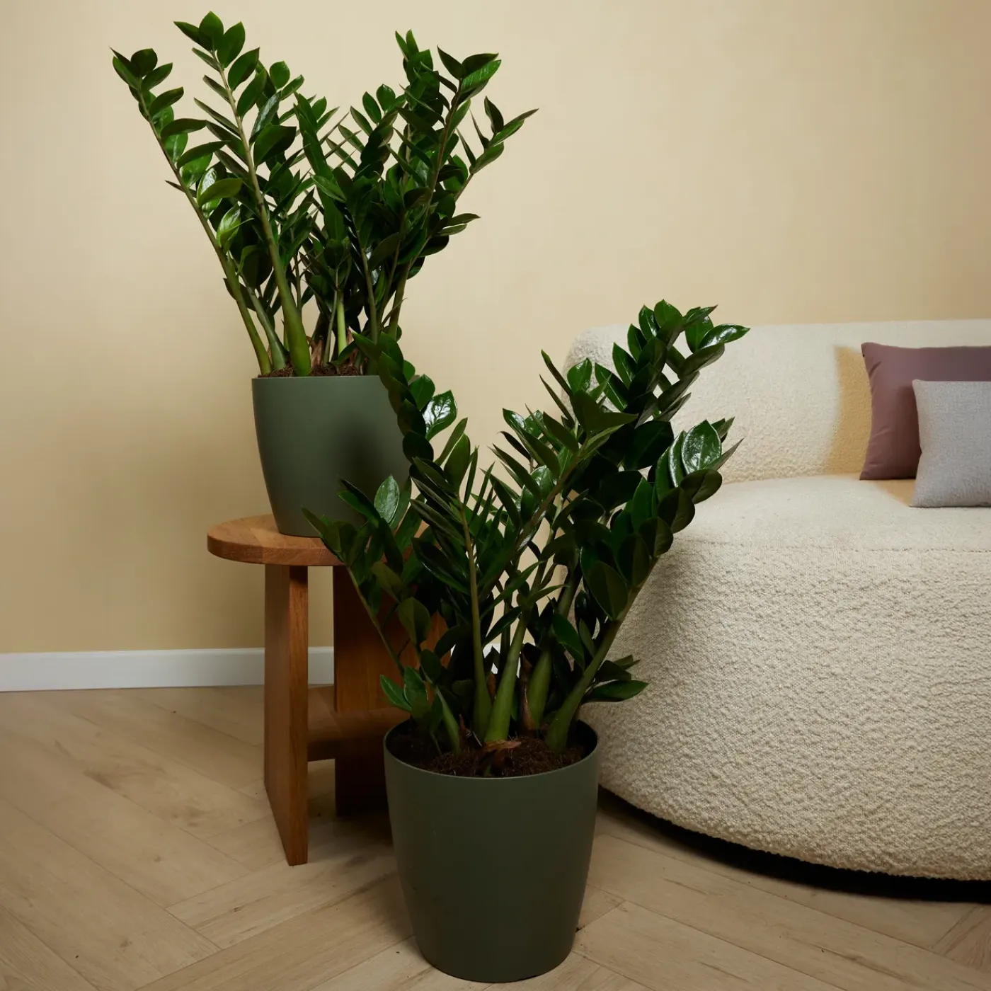 Bloomique Set Van 2 - Zamioculcas Zamiifolia - Kamerpalm - Hoogte 70-90 Cm - Pot 21 Cm