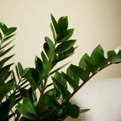 Bloomique Set Van 2 - Zamioculcas Zamiifolia - Kamerpalm - Hoogte 70-90 Cm - Pot 21 Cm