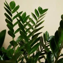 Bloomique Set Van 2 - Zamioculcas Zamiifolia - Kamerpalm - Hoogte 70-90 Cm - Pot 21 Cm