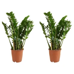 Bloomique Set Van 2 - Zamioculcas Zamiifolia - Kamerpalm - Hoogte 70-90 Cm - Pot 21 Cm
