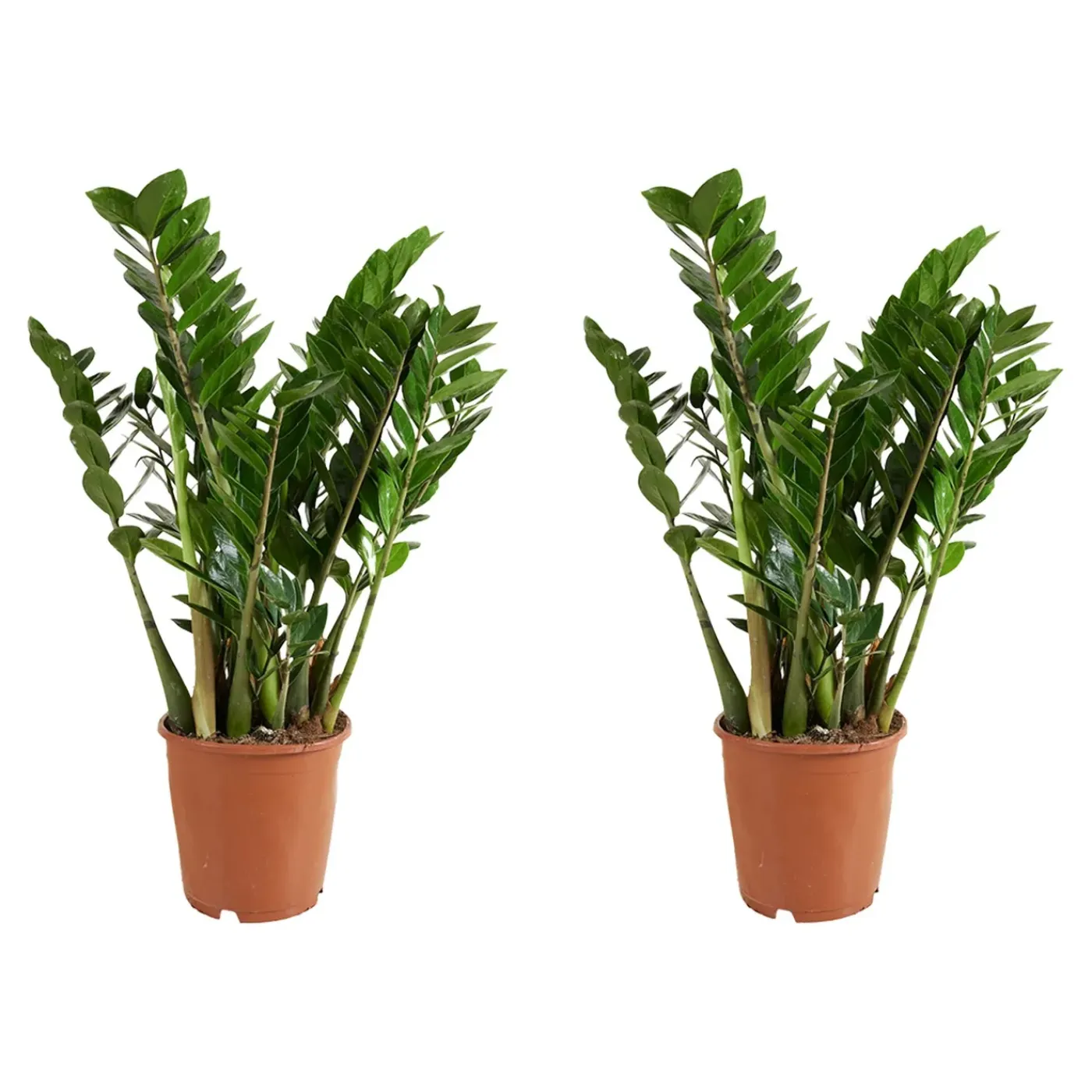 Bloomique Set Van 2 - Zamioculcas Zamiifolia - Kamerpalm - Hoogte 70-90 Cm - Pot 21 Cm